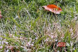 十堰多地飞花时节迎春雪图片