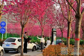 城在花中，满城花香！汝州邀请大家赴一场鲜花之旅图片