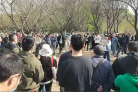 梅花修剪有窍门，专家支招使花更美图片