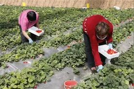 河北顺平：“一村一品”促振兴图片