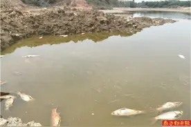 鱼塘惊现成片死鱼 疑工厂污废水所致图片