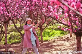 泰安：凤凰河畔万株樱花盛开 吸引市民赏花拍照图片