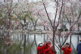 玉渊潭公园樱花暨春花观赏季明天开幕，近三千株樱花将陆续绽放图片