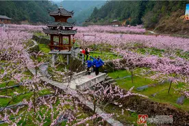 春天，去花开的地方图片