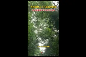 大熊猫爬上十几米高空树杈，功夫熊猫原来不是凭空想象图片