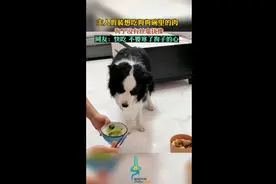 主人假装想吃狗狗碗里的肉，狗子没有丝毫犹豫图片