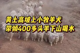 黄土高坡上小牧羊犬带领400多头羊下山喝水，网友：走出千军万马的气势图片