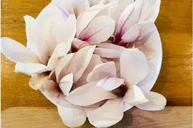 花茶、沙拉……玉兰上了餐桌后，竟这么美味→图片