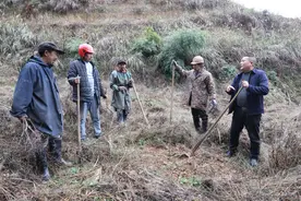 麻阳富田坳村：春雨贵如油    千亩“产业林”栽植正当时图片