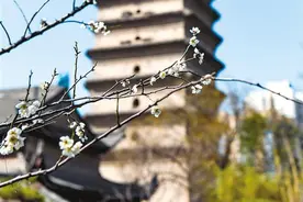 一城春色半城花 走进西安的“花海”图片