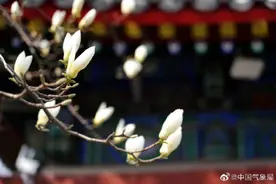 一组图感受一下北京的春天有多美图片