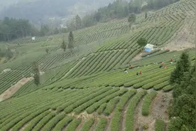 独山：茶园春意浓 嫩芽“抢鲜”采图片