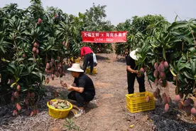 贵妃芒、金钻凤梨等10余款海南水果上市，“春天的第一口热带水果”来了图片