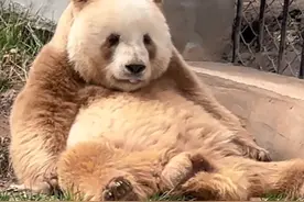 极具辨识度！棕色大熊猫“七仔”现身一公园图片