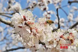 泰安：花开“杏福”梦图片