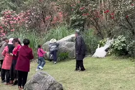 成都熊猫谷小朋友徒手抓散放白孔雀，景区：孔雀有开屏需要，偶尔会放到园区，后续加强监管图片