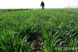 “码”上浇地、“神器”施肥……一起感受河北田间地头的“科技范儿”图片