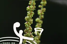 “硬核战士”青冈：木材坚硬 全身上下都是宝图片
