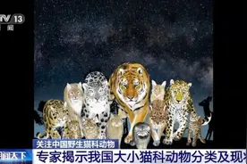 进来看猫猫！原来“大猫”“小猫”的划分也有标准→图片