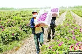 新疆与沙漠“掰手腕”  多元沙漠产业变身 “摇钱树”图片