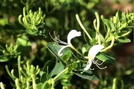 瑞龙中药大讲堂｜金银花及其茶饮推荐图片