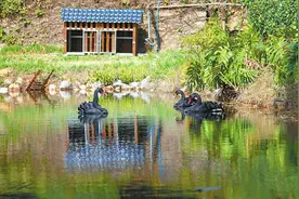 玉溪师范学院迎来云大黑天鹅图片