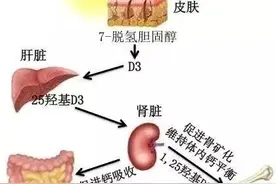 晒太阳能补钙吗？这样晒才行，否则只会让你晒黑！图片