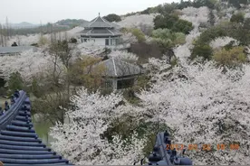 最近樱花是杭州的顶流，为啥它在这座城市大规模铺开？图片