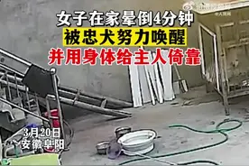 女子在家晕倒，狗狗努力将其唤醒图片