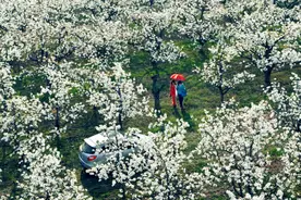 花开安徽 向春出发｜一树梨白，春日落“雪”是砀山图片