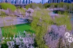 沈阳最全赏花地图来啦！约起来~图片