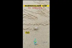 网友偶然拍到沙滩上的螃蟹“包汤圆”，网友：我能蹲在这里看一天图片