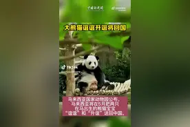 定了！旅马大熊猫“谊谊”和“升谊”即将回国图片