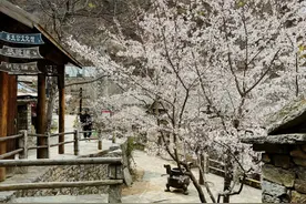 壹点图集｜春暖花开，奔赴樱花之约图片