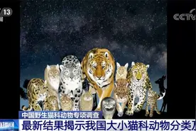 我国是猫科动物最丰富的国家之一！来看看你认识多少种猫图片