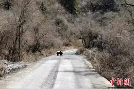 四川平武：野生大熊猫“出门”溜达 或寻找交配伴侣图片