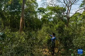 新华全媒+丨景迈山古茶林春茶开采图片