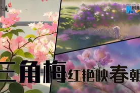 【四季的味道】三角梅红艳映春朝图片