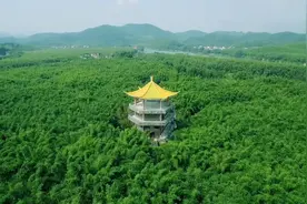 一根竹子能玩出什么花样？“中国竹子之乡”这个峰会给你答案图片