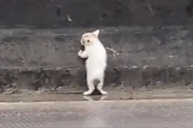 无限温柔！小伙车流中救下流浪小奶猫图片