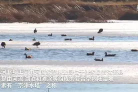 河北沽源：冰雪消融 候鸟春归图片