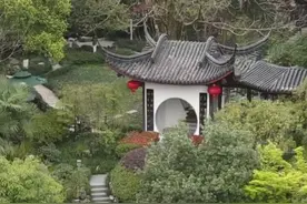 龙井天花板来了！十八御茶今起开采 来品200年前的乾隆同款茶香图片