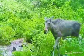 驼鹿：丛林深处的“四不像”图片