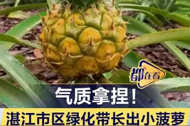 湛江市区绿化带长出小菠萝？！市城综局：系可食地景图片