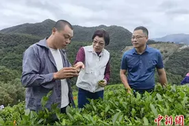 虫与叶的“邂逅” 台湾东方美人茶香两岸图片