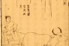 作物的故事︱小麦在中国：技术调试与饮食融入图片