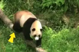 这才是顶流“猫”步！大熊猫扭着内八字稳稳通过单边桥图片
