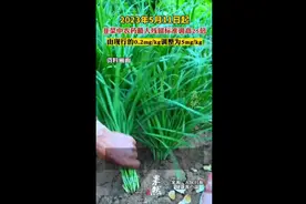 韭菜中农药杀菌剂的残留限量调高，专家：符合规律且安全图片