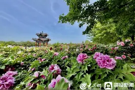 太白湖牡丹园即将开启 济宁公交赏花路线出炉图片