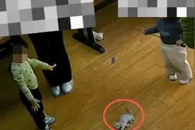 5岁男童在猫咖重摔2个月大幼猫，店主：小猫当晚去世，让家长赔了200